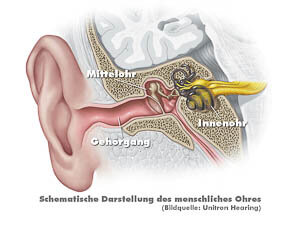 Eine schematische Darstellung des Ohres.